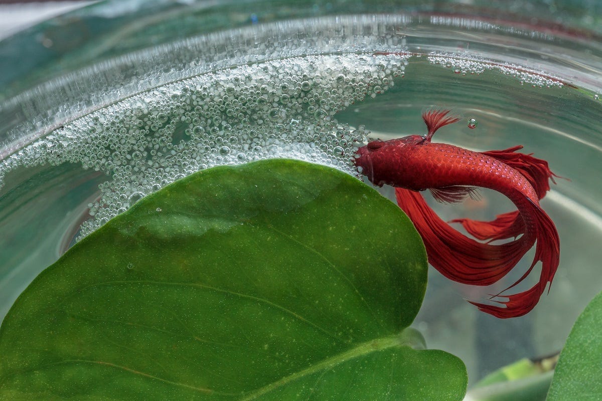 Do Female Betta Fish Make Bubble Nests? by Richmond Loh Medium