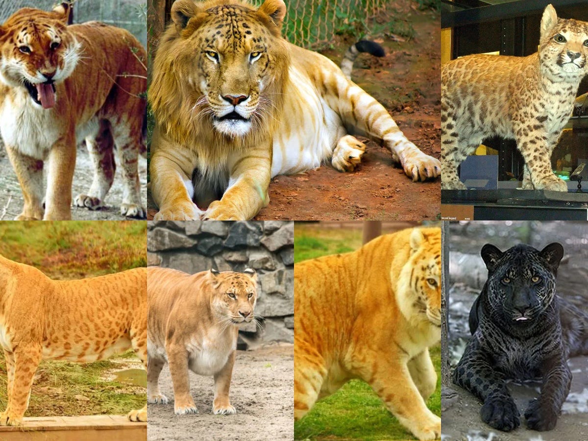 Big Cat Hybrids List. A Panthera hybrid, also known as a big… | by James  Alain L. | Medium