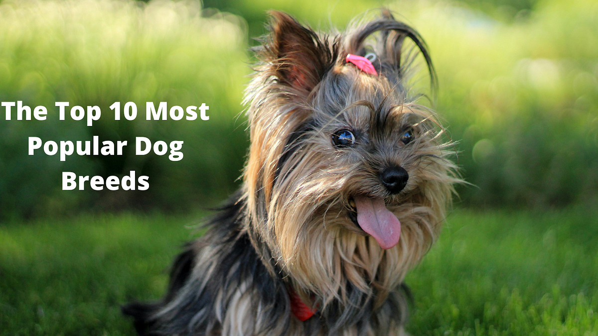 The Top 10 Most Popular Dog Breeds - বেচি কিনি SUPER MART - Medium