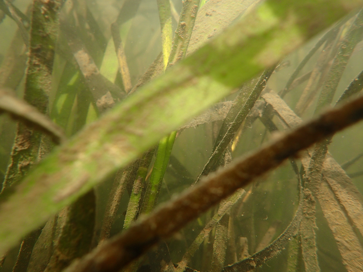 Seagrass Services. Biol 1061 students express why… by Katie DuBois