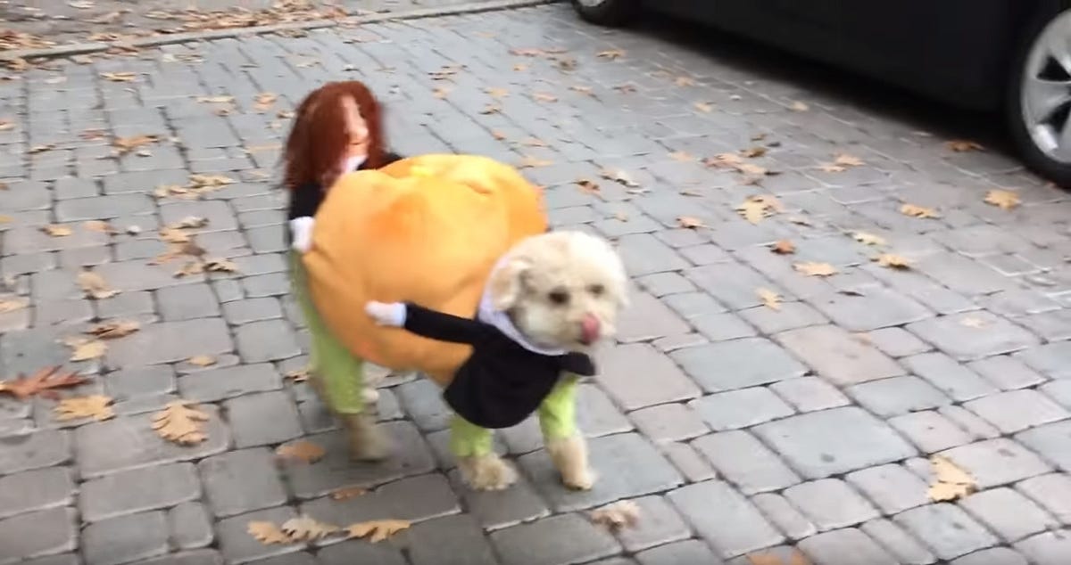 Dog costume cheap carrying pumpkin