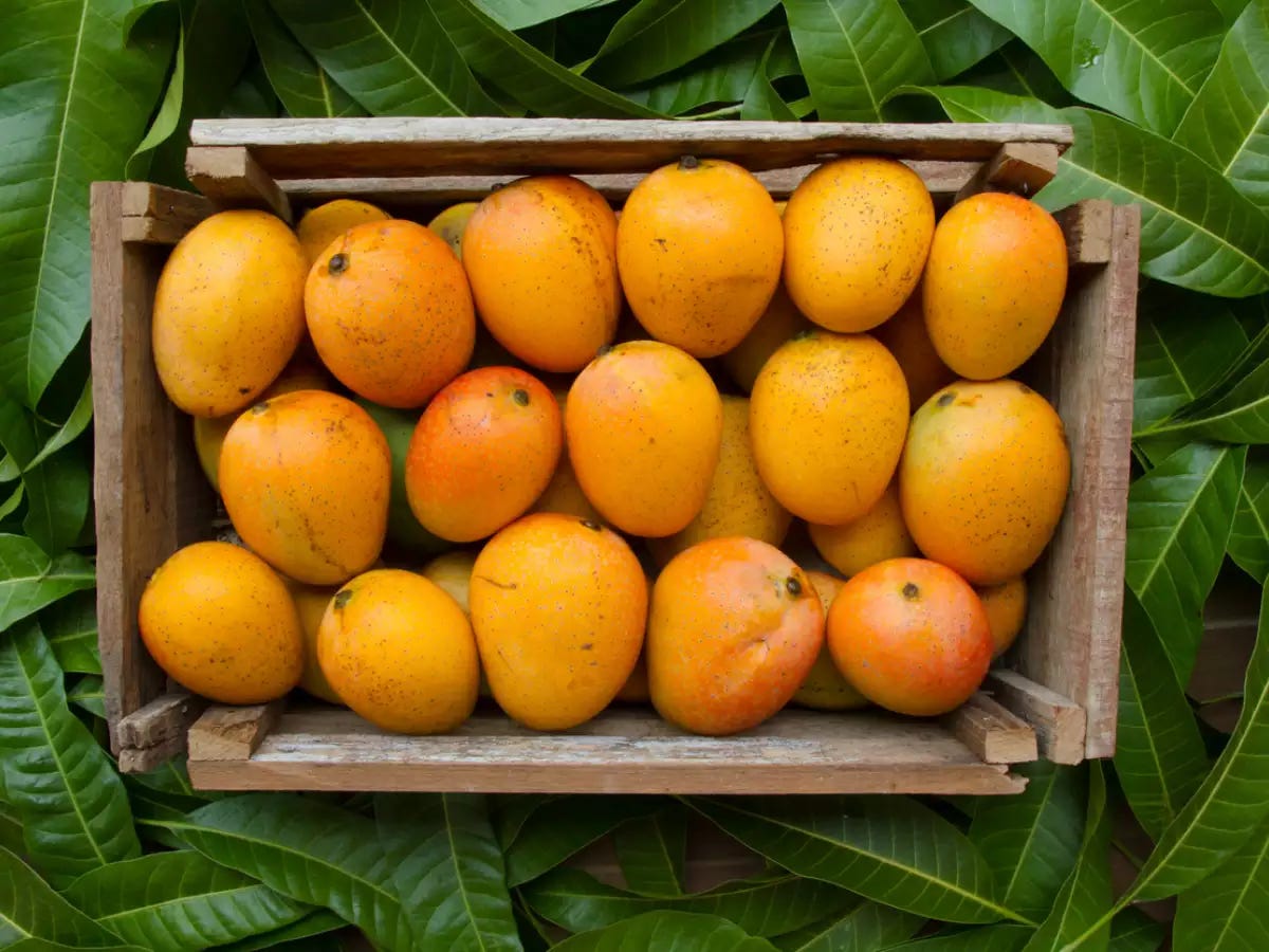 A Conquistador, a Limp, and 200 Other Mangoes