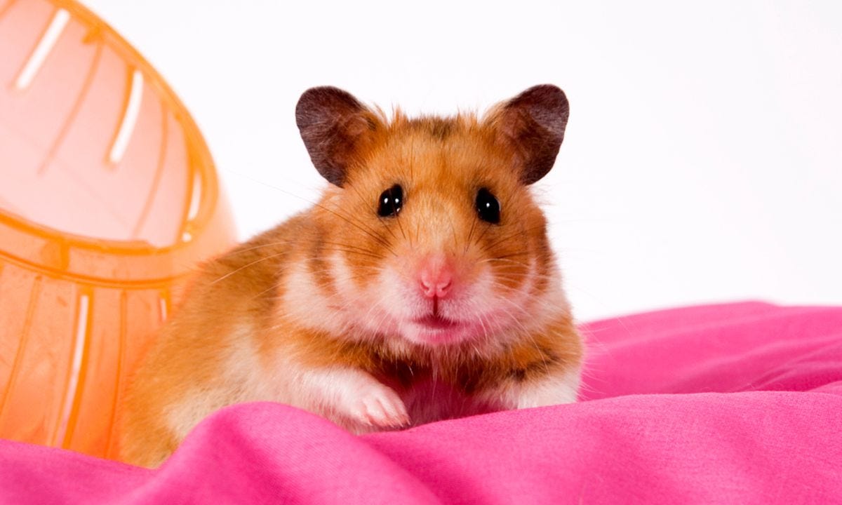 The Ultimate Guide to Preventing Hamster Dehydration Tips to Keep Your