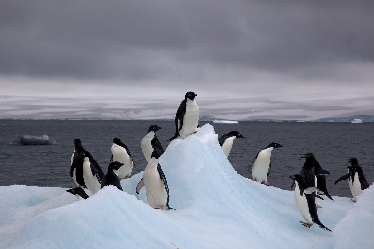 Club Penguin Island shuts down, ushering in the end of an era - Polygon