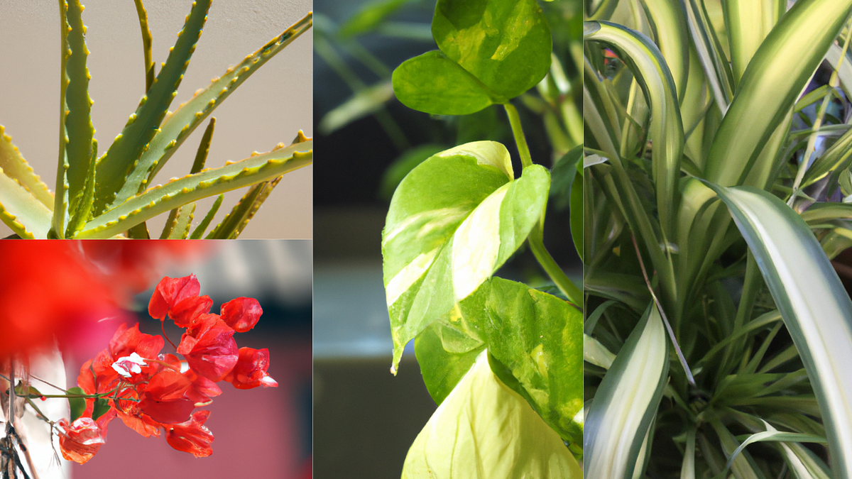 Best Potted Plants For Pool Area The Gardens World Medium