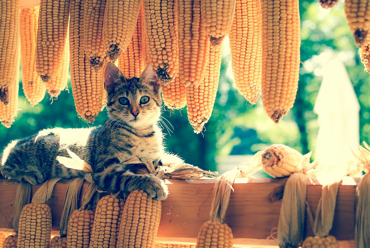Marketing Strategy On Pet Food Mart By Alishan Mustafazade Medium Marketing Strategy On Pet Food Mart By Alishan Mustafazade Medium