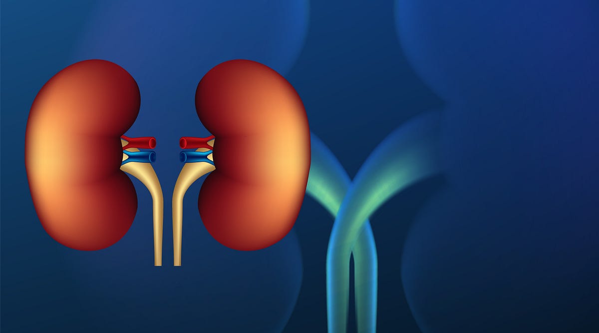 Understanding Kidney Pain Causes Symptoms And Treatment By Ghazala