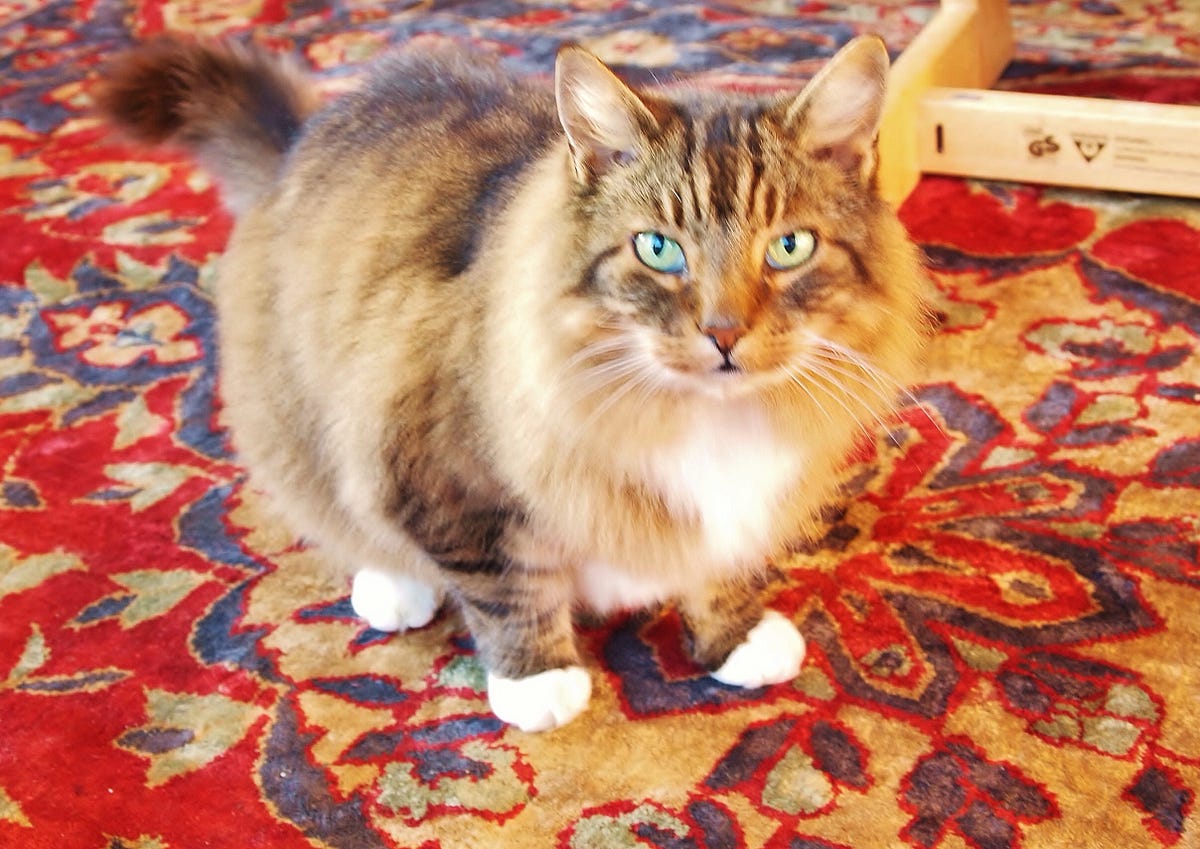 How to find a cat sitter. If as a cat owner you’ve loved cats no… by