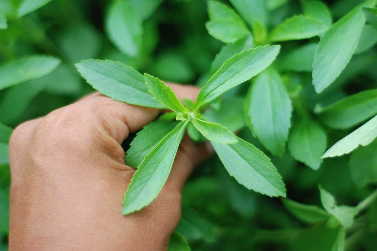Stevia: A Natural Sweetener with Health Benefits | by Nidesha Randeni |  Jul, 2023 | Medium
