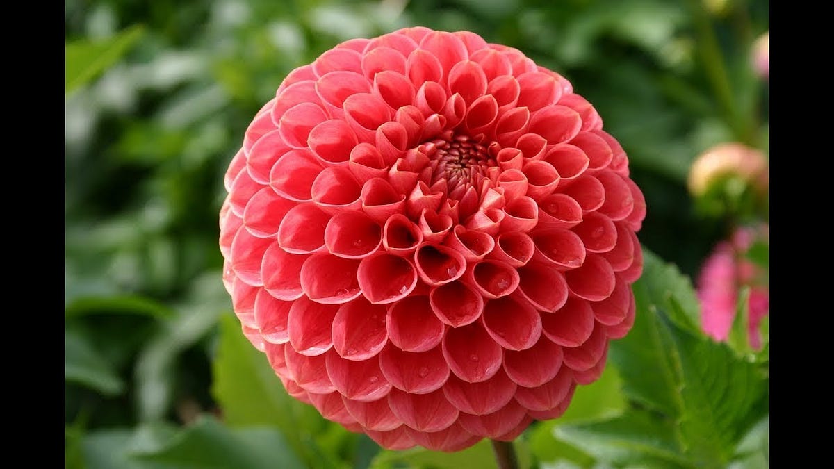 9 Most Expensive Flowers On The Planet by Flowers N Fruits Medium
