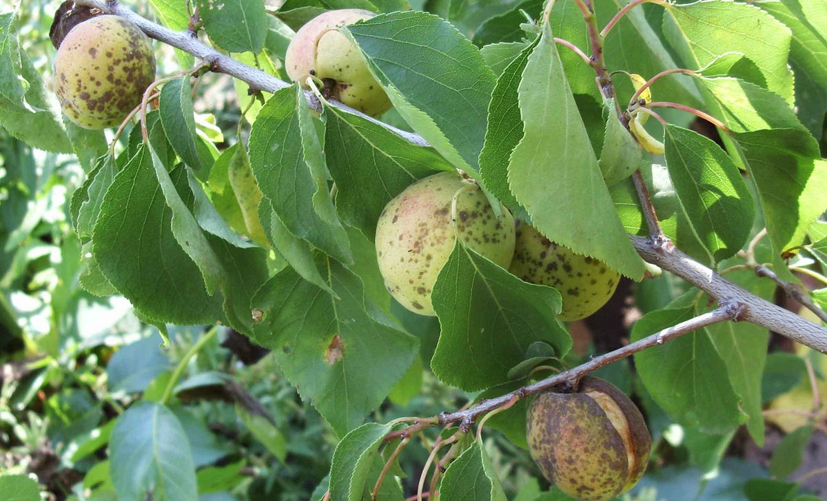 Fighting Apricot Diseases and Pests | by Agrorian | Aug, 2023 | Medium