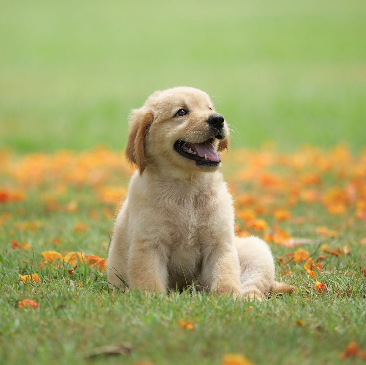 Understanding Canine Companionship: A Comprehensive Guide to Dogs  by Shreyani08  Jun, 2024 