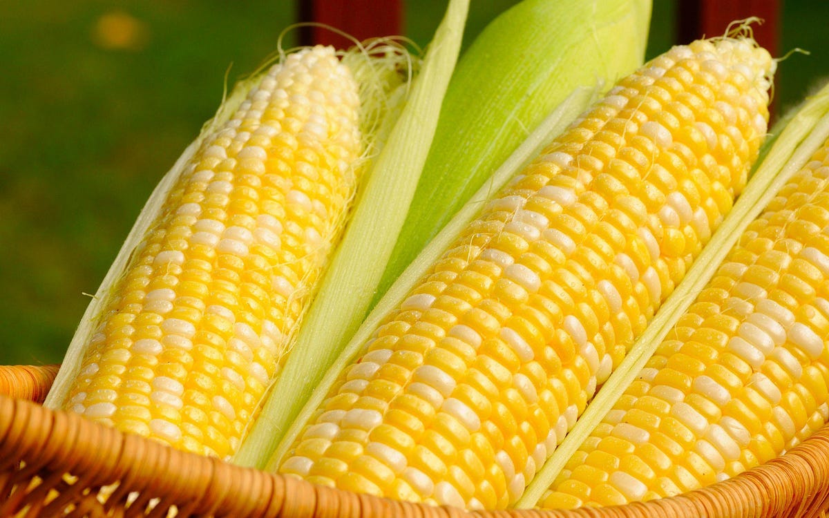 Classical Music Stingrays Corn When Did Classical Music Become A