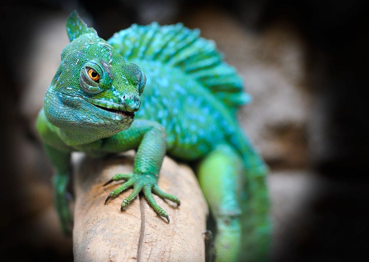 What to Expect at a Reptile Convention by Patrick Kuklinski Medium