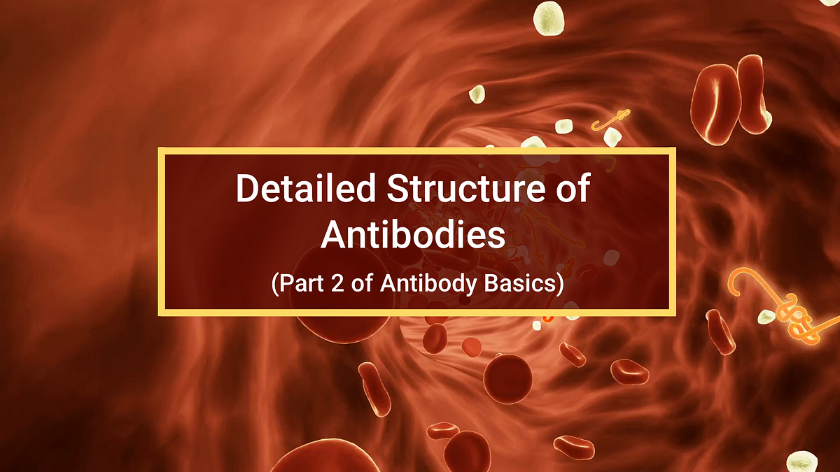 Detailed Structure of Antibodies- Immunoglobulin Domains, CDRs and FRs ...