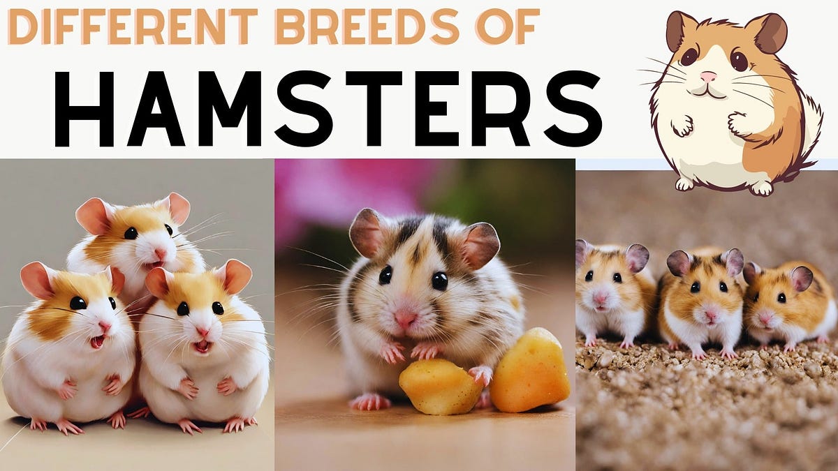 How to Choose the ( Right Hamster Breed ) for Your Lifestyle
