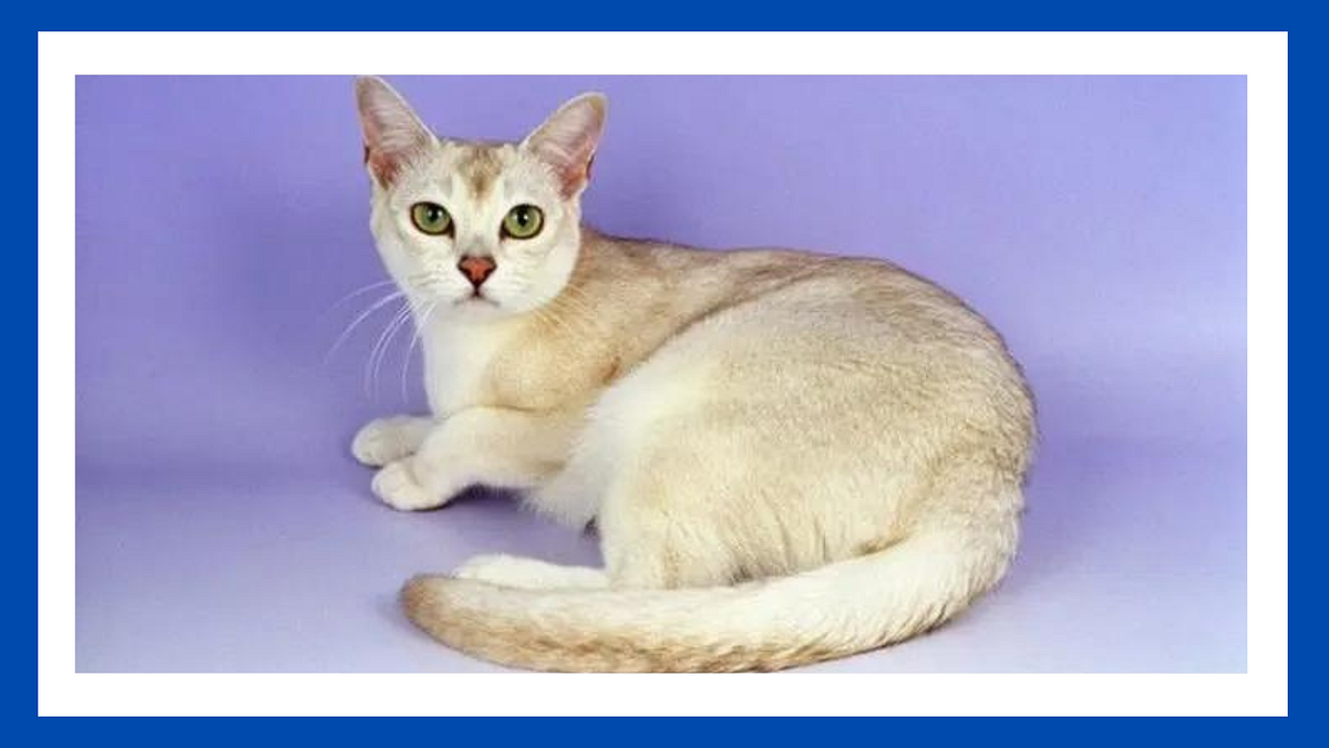 CAN CATS FALL IN LOVE WITH OTHER CATS by Ap Jan, 2024 Medium