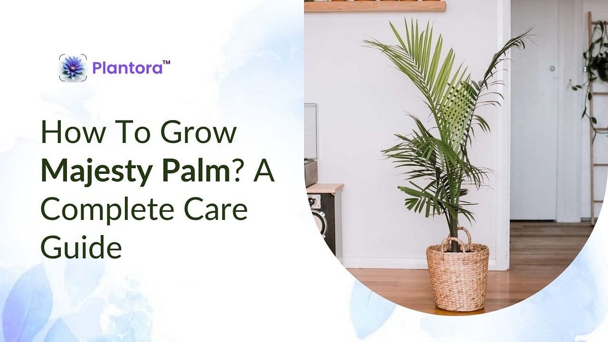 Majesty Palm Care: How To Grow This Beautiful Indoor Palm. | by