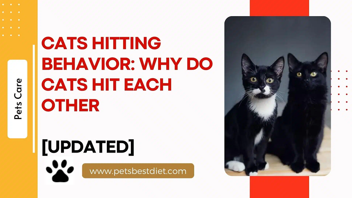 Cats Hitting Behavior Why Do Cats Hit Each Other by Petsbestdiet