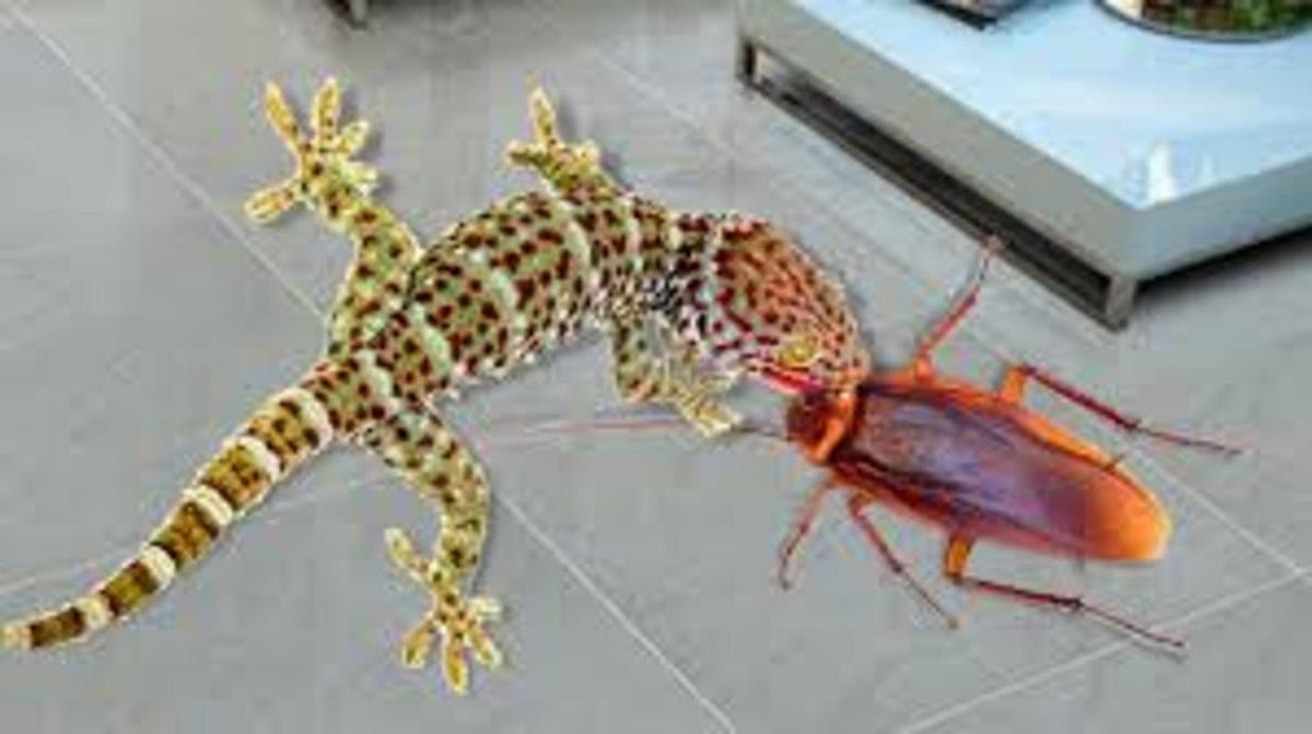 HOW TO REMOVE WALL GECKO & GET RID OF COCKROACHES by Chuks Gad