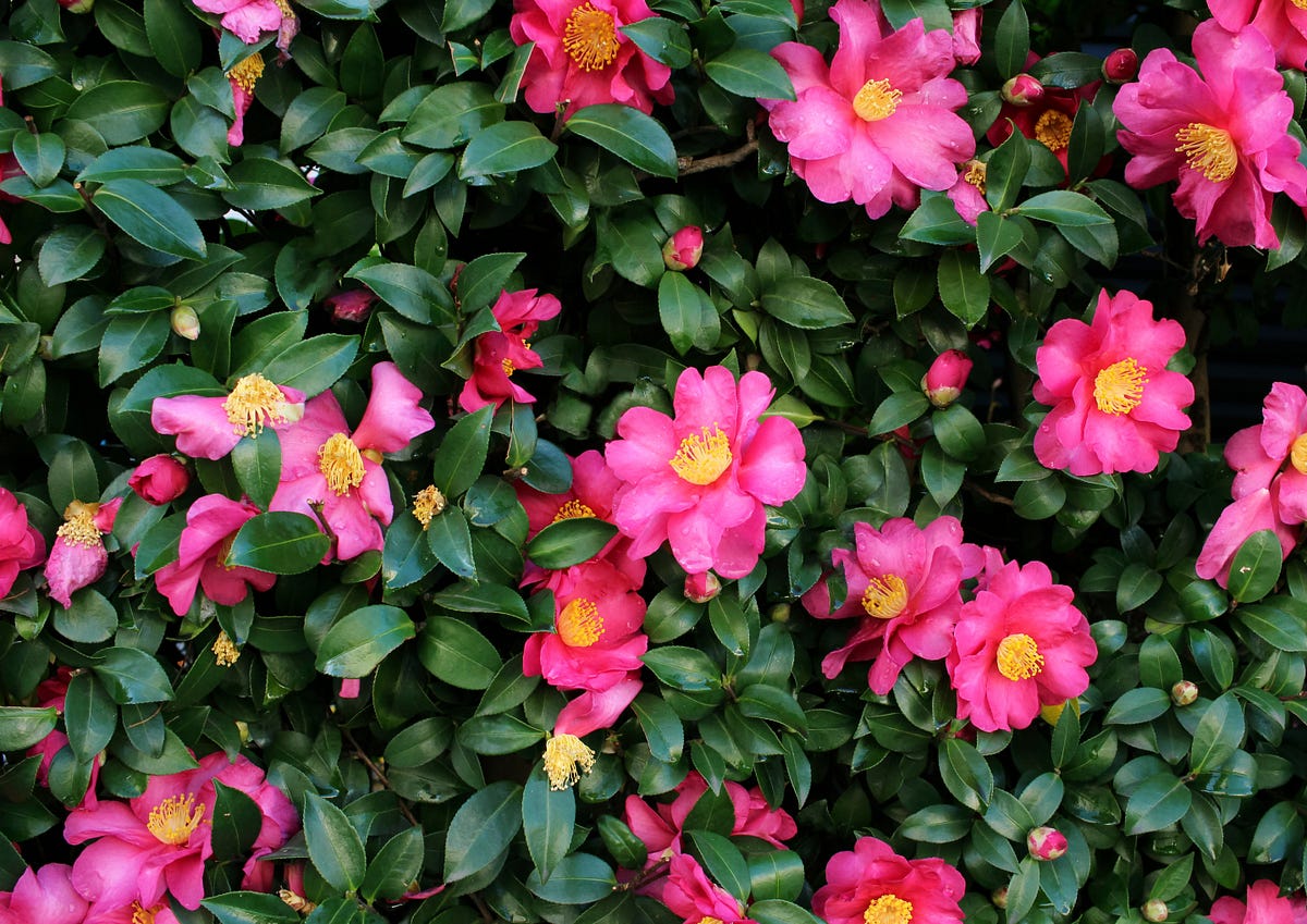 How to Grow Camellias in Your Garden? by Local Gardeners Medium