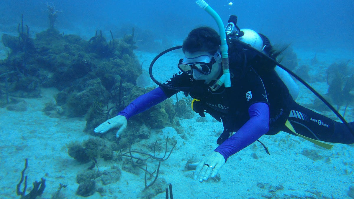 One Of The Best Tips About How Do You Become A Dive Instructor