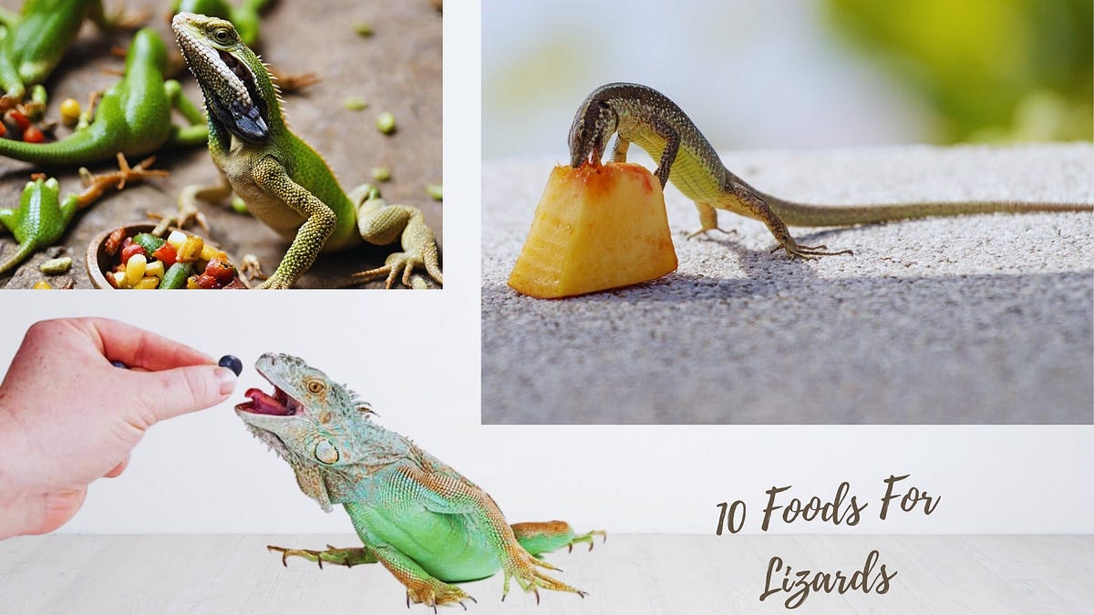 10 Foods For Lizards Which Like To Eat Most Ultimate Guide Asadazmat