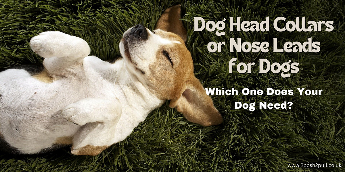 Dog Head Collar or Nose Leads for Dog Which One Does Your Dog Need