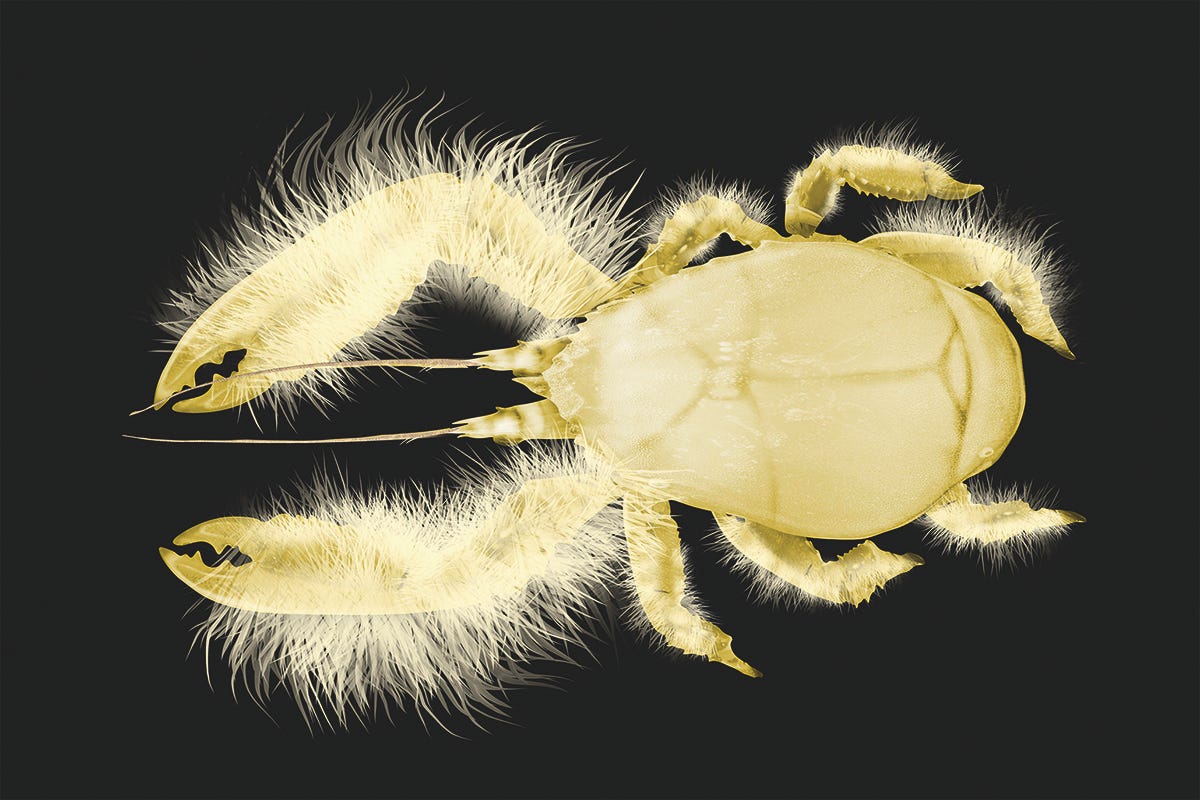 Yeti Crab Fun Facts. In the depths of the ocean where… by Jiozee Medium
