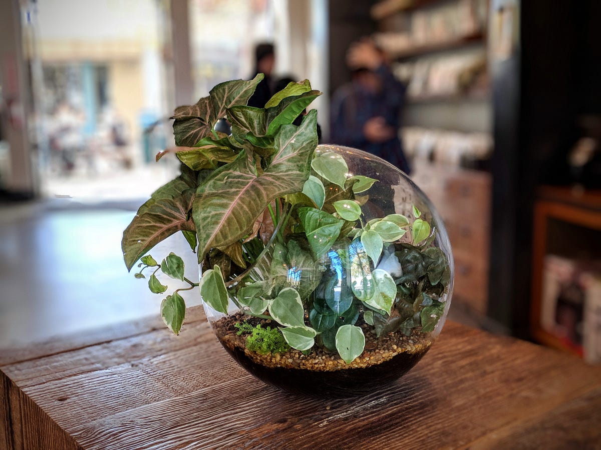 Can you tell? Pixel 2 portrait mode vs fullframe bokeh by Joan