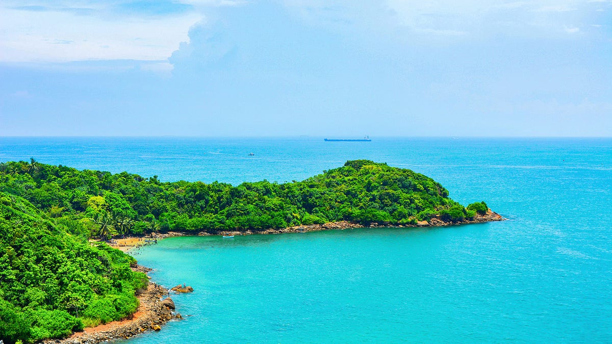 Exploring the Wonders of the Jungle by Jungle Jamboree Medium