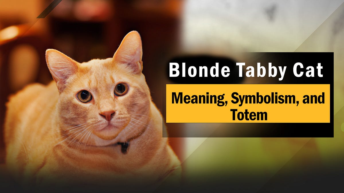 Blonde Tabby Cat Meaning, Symbolism, and Totem puppyplaying Medium