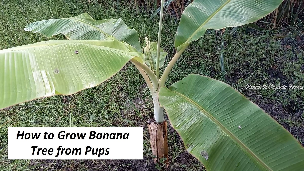 How to grow Banana Tree from Pups by Medium