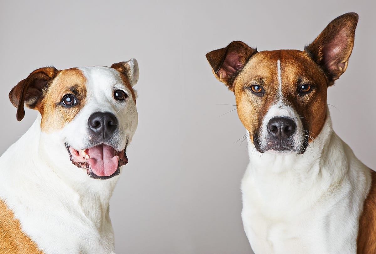 In Honor of National Adoption Weekend, Here Are Portraits of Local Mixed Breeds That Were Adopted into Loving Homes