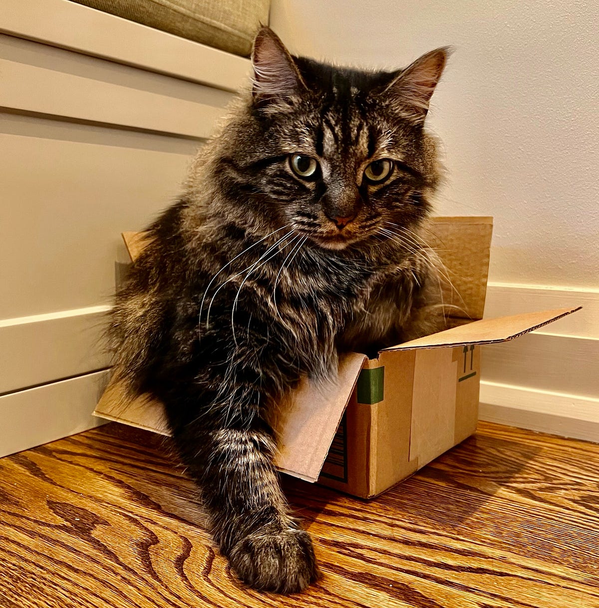 Why Do Dogs Instinctively Hate Cats