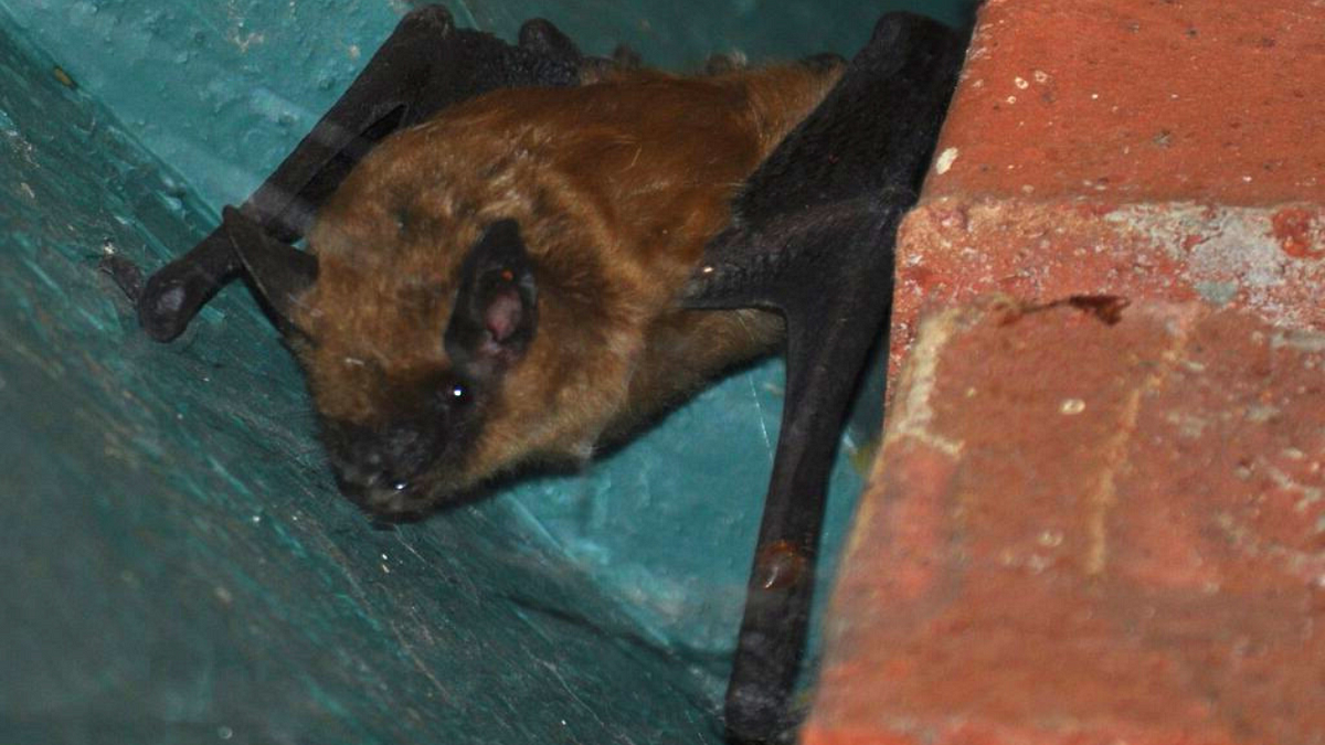 how-to-get-rid-of-bats-from-a-chimney-by-ms-heather-whitney-medium