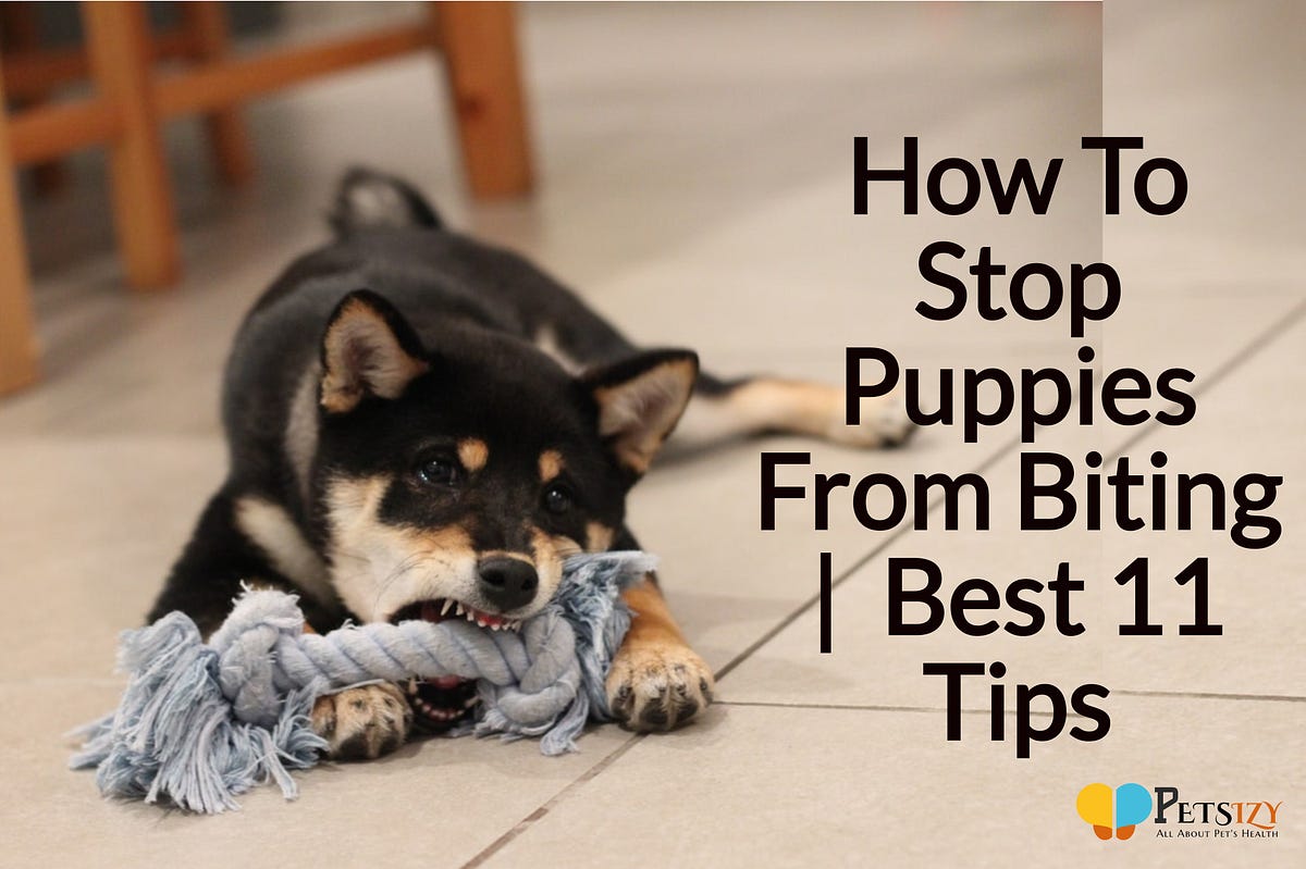 How To Stop Puppies From Biting Best 11 Tips Have You Ever Heard That When Your Puppy Is