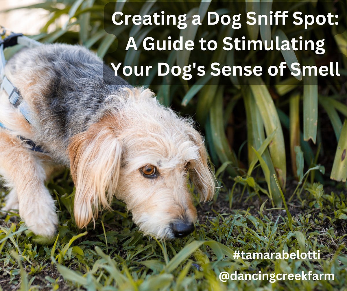 Creating a Dog Sniff Spot: A Guide to Stimulating Your Dog’s Sense of ...