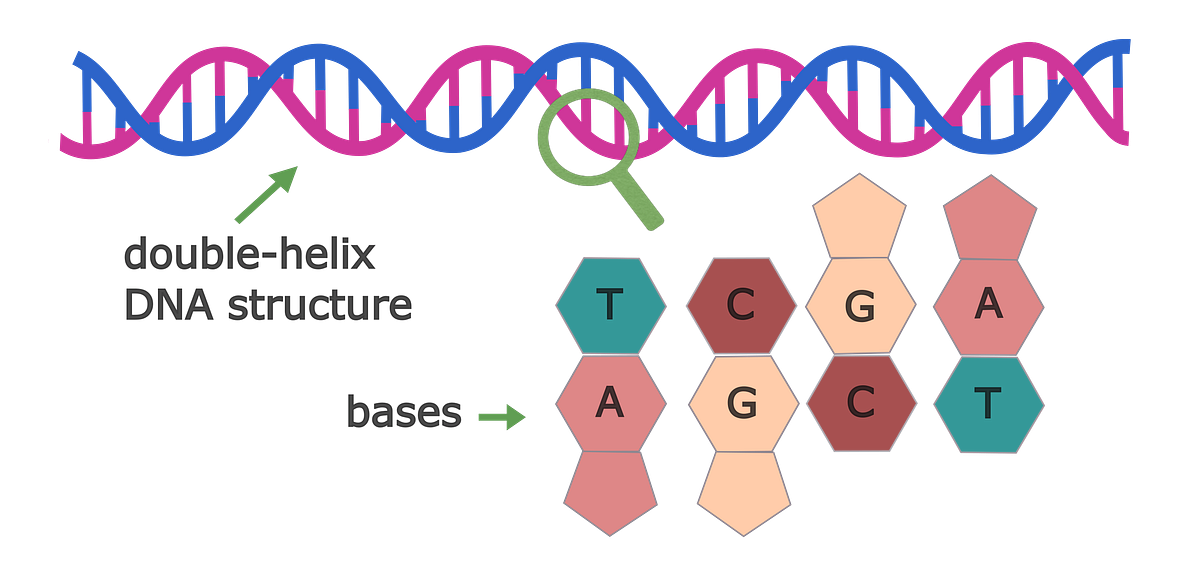 Exploring TP53 Gene Variations in Cancer Using Python | by Nikolina ...