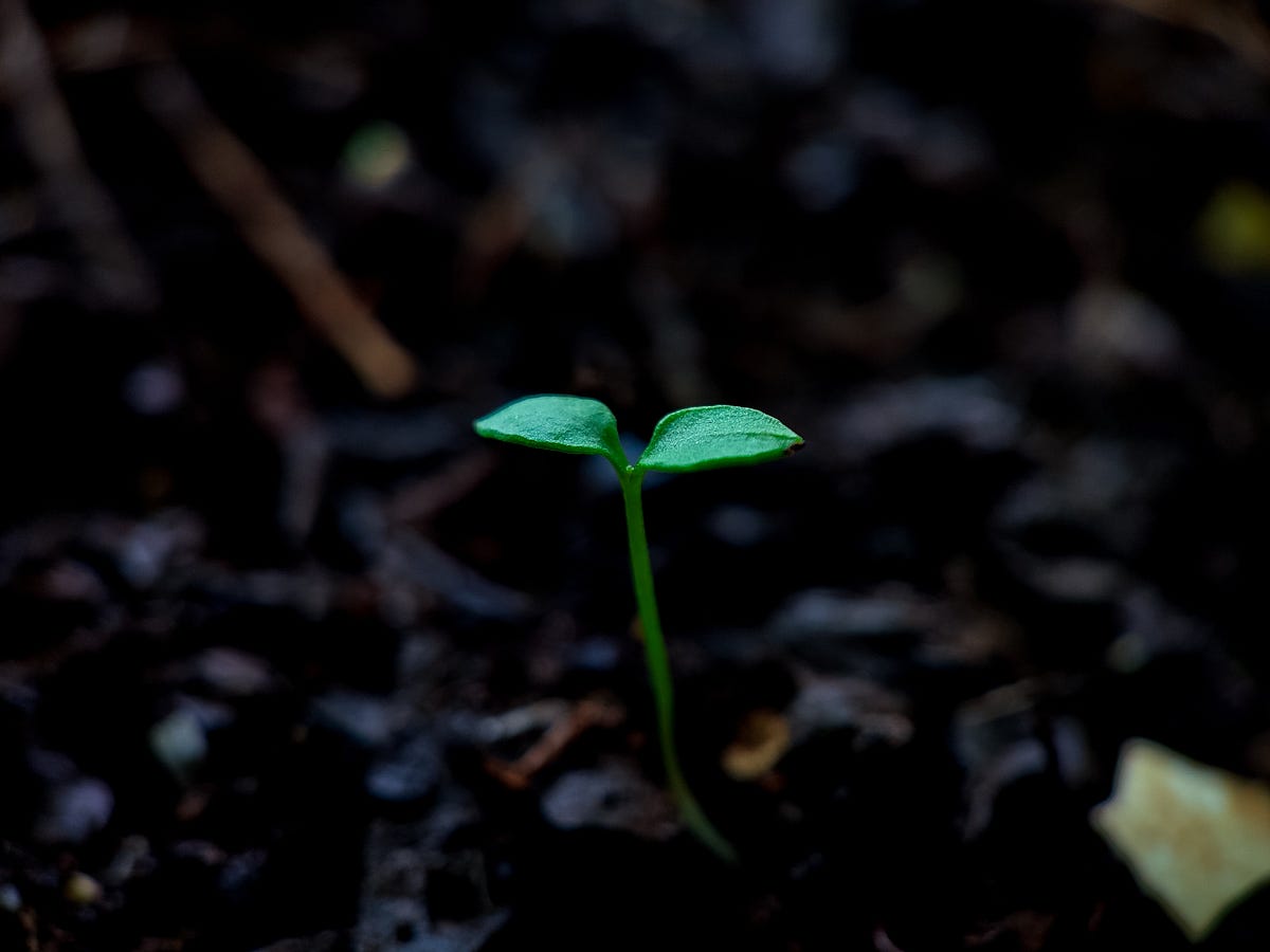 Growing & Becoming - The Strategic Creative - Medium