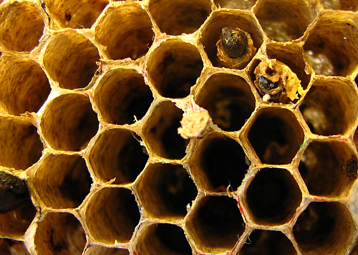 Вид сот. Соты пчелиные. Пчелиный сот. Многоугольники в природе. Пчелиные соты в природе.