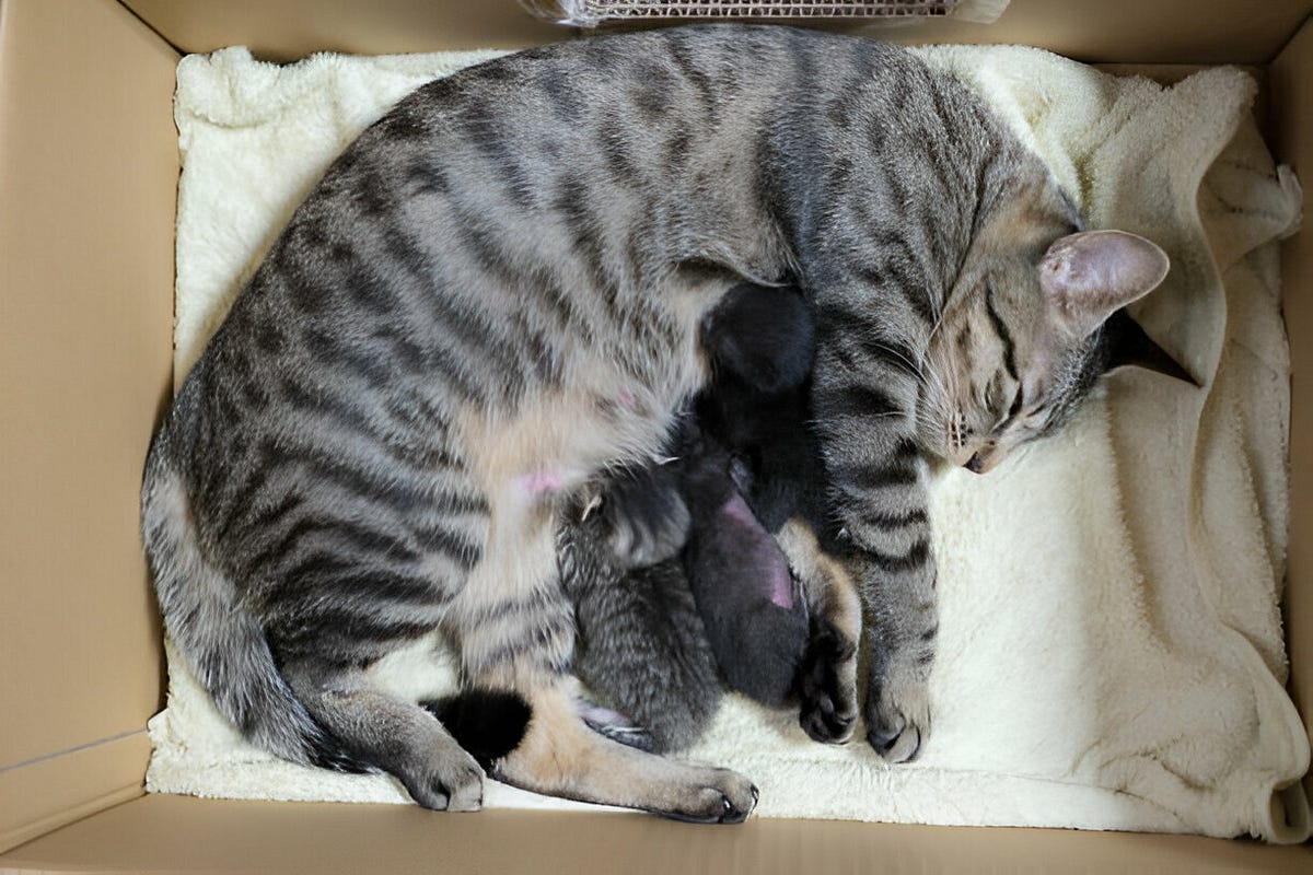 When Should I Change My Bedding After My Cat Gives Birth? by Your Pet