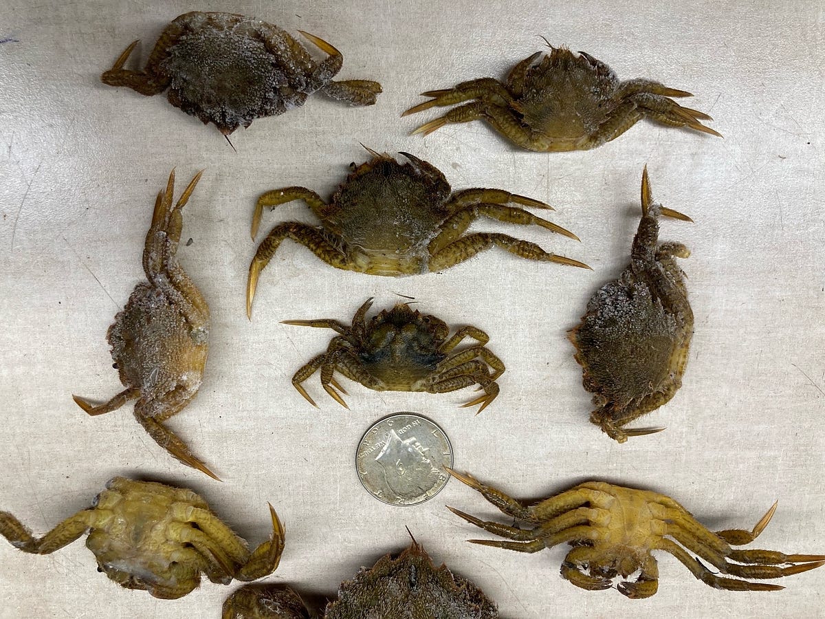 Cases of mistaken crab identity underscore request to report and ...