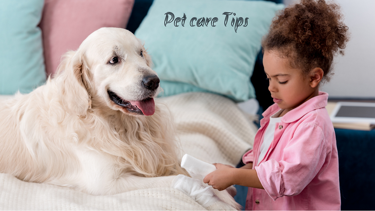 Dog Wound Healing how to heal a dog wound fast Pet Care Tips Medium