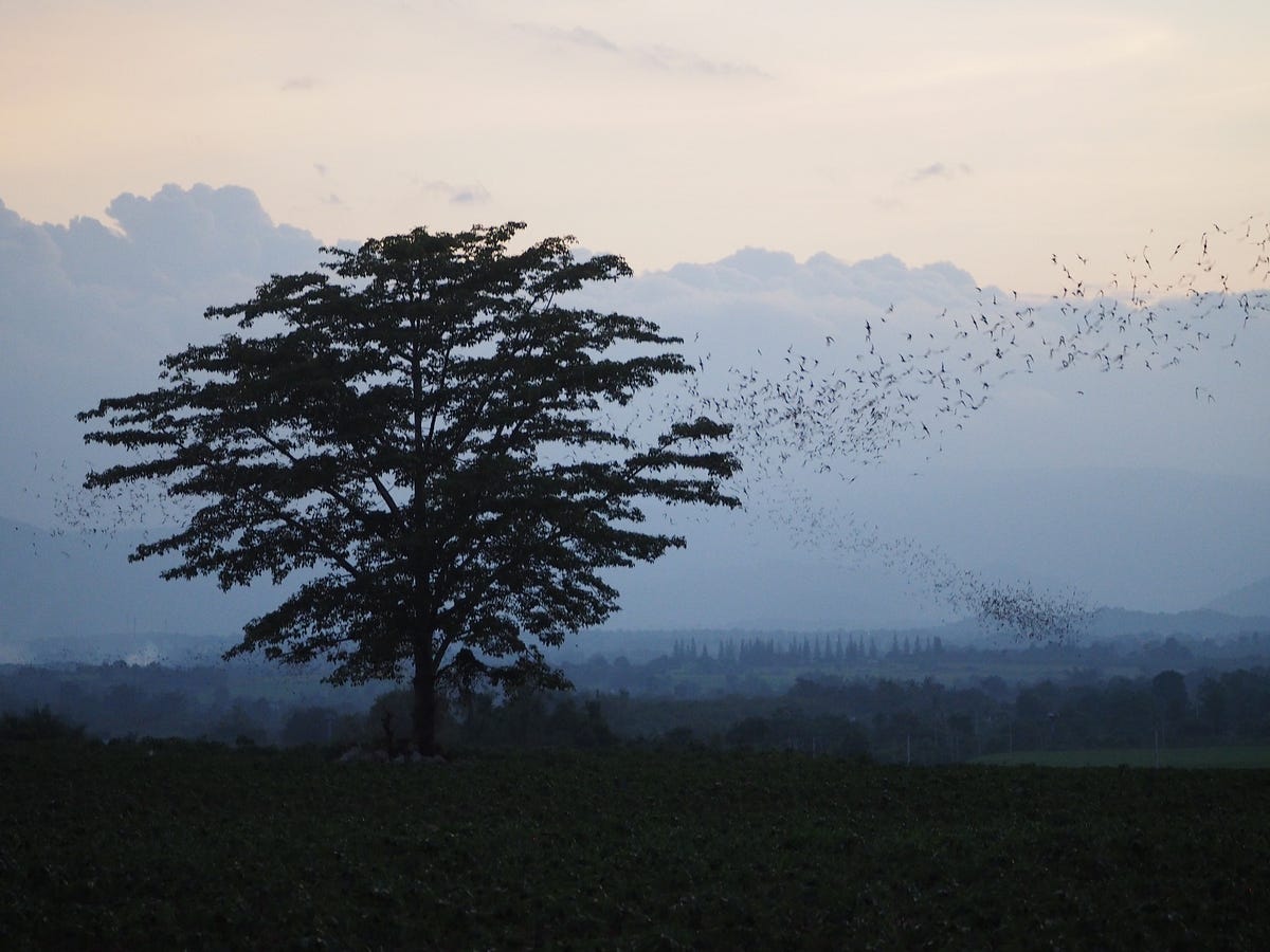 What is Particle Swarm Optimization (PSO)? | by Mary Smith | Medium