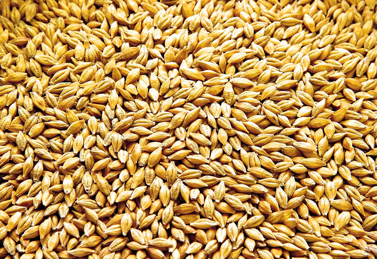 In Beer Malted Barley Provides The Sugars That Are Fermented Into