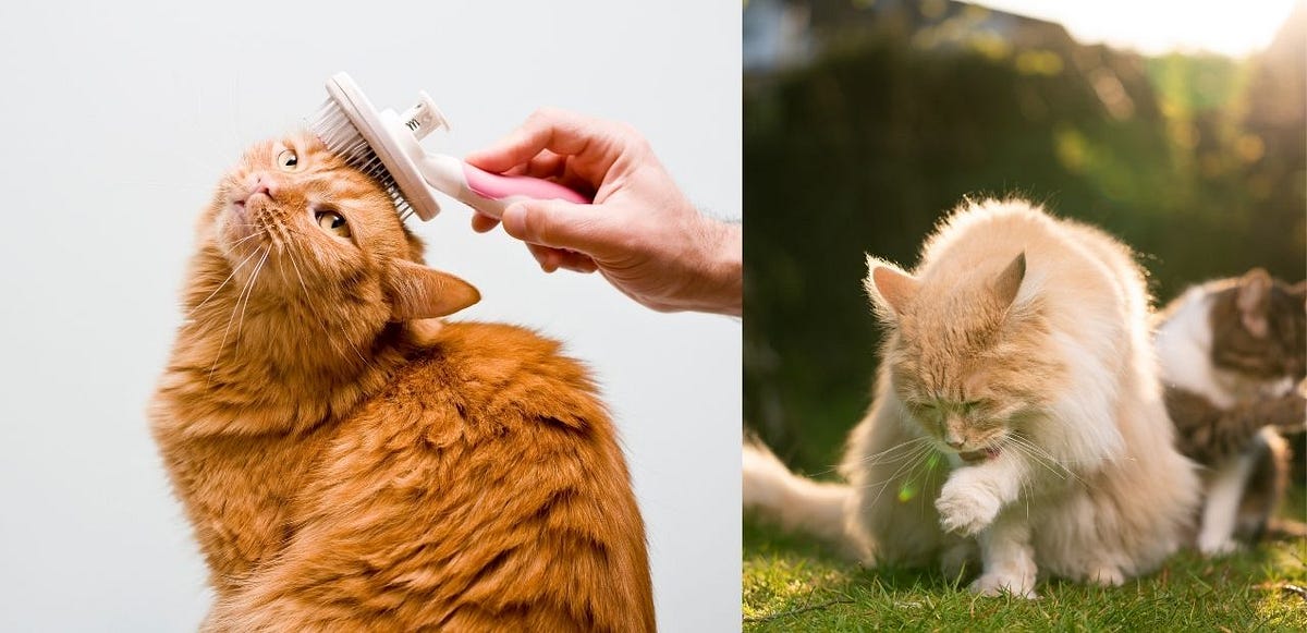 How Do Cats Groom Their Owners?. Are you can be caught your cat or… by Anna Rose Medium