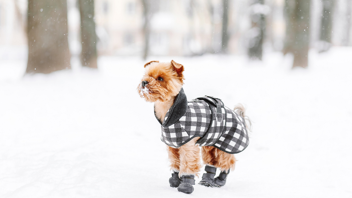 The Ultimate Guide to Choosing the Perfect FullBody Dog Winter Coat