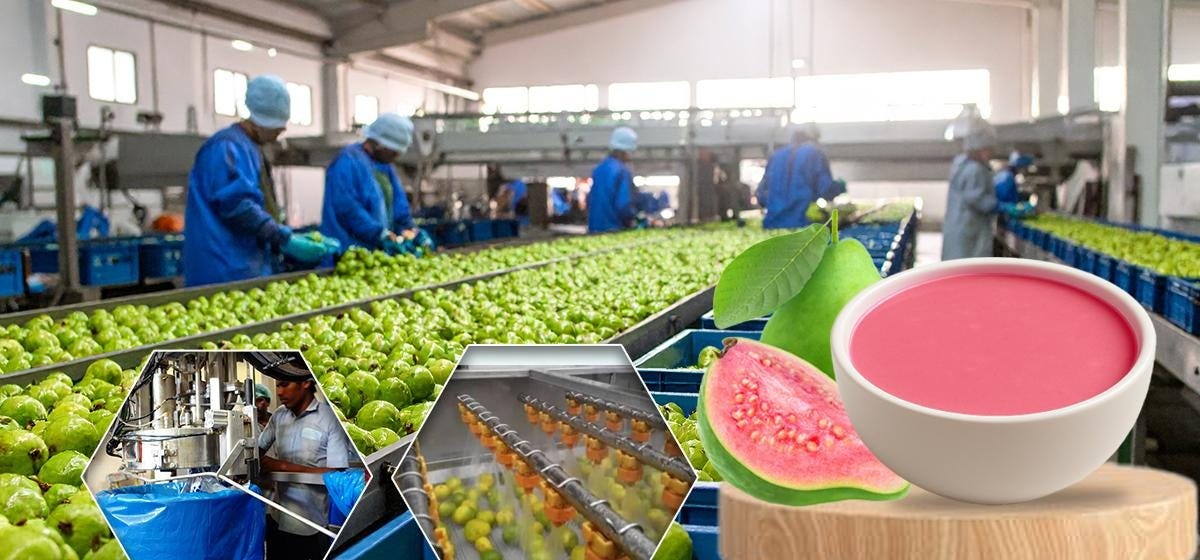 Role of Shimla Hills’ Guava Pulp in Modern Food Processing Industry