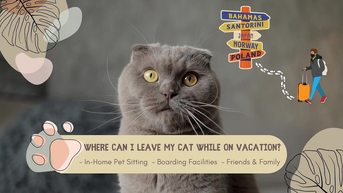 Where Can I Leave My Cat While On Vacation? by Solo Yatra Feb, 2024